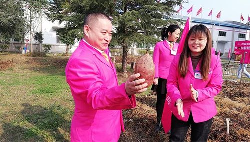 后疫情時代，薯類食品如何成為健康餐桌的“常駐嘉賓”？